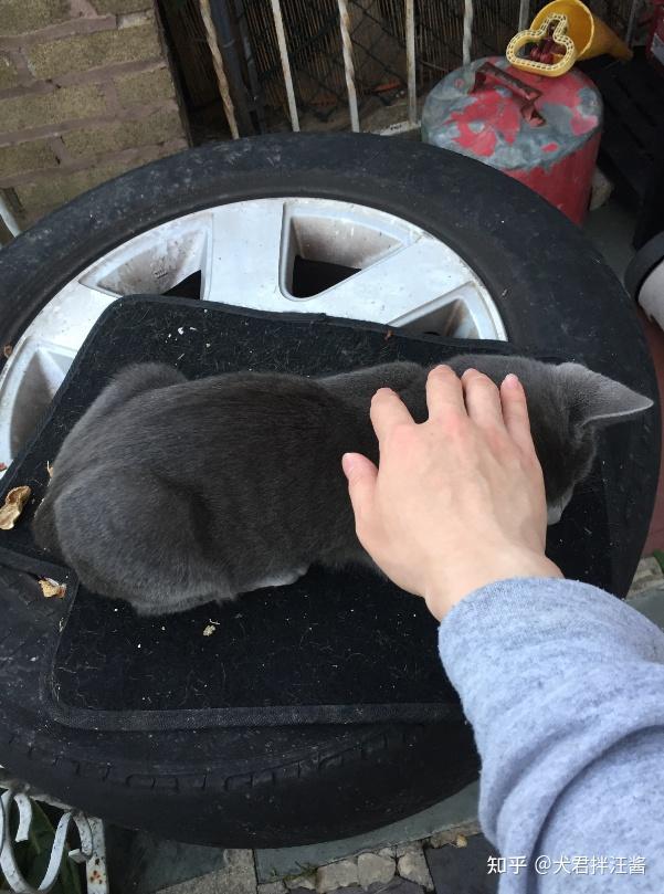 是大部分动物都喜欢被摸头吗