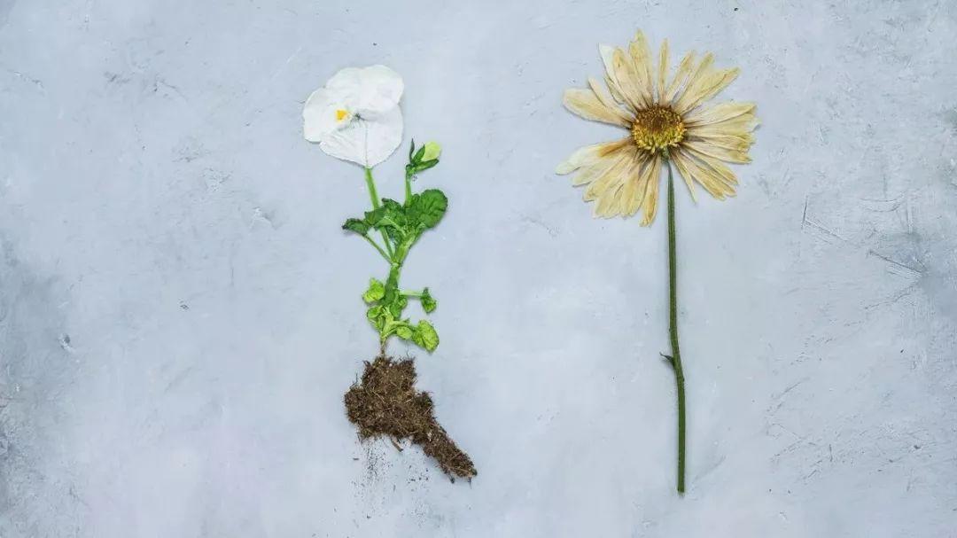 梦境般的“压花”艺术,让你无法抵御的植物美学 - 知乎