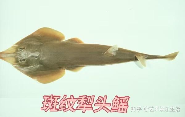 13种犁头鳐科的鱼类，头部呈现宽大三角形的神奇鱼类 - 知乎