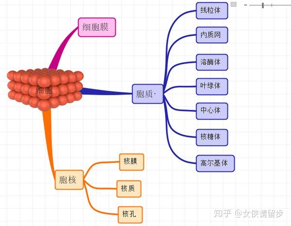 分享一个简单的画思维导图的步骤