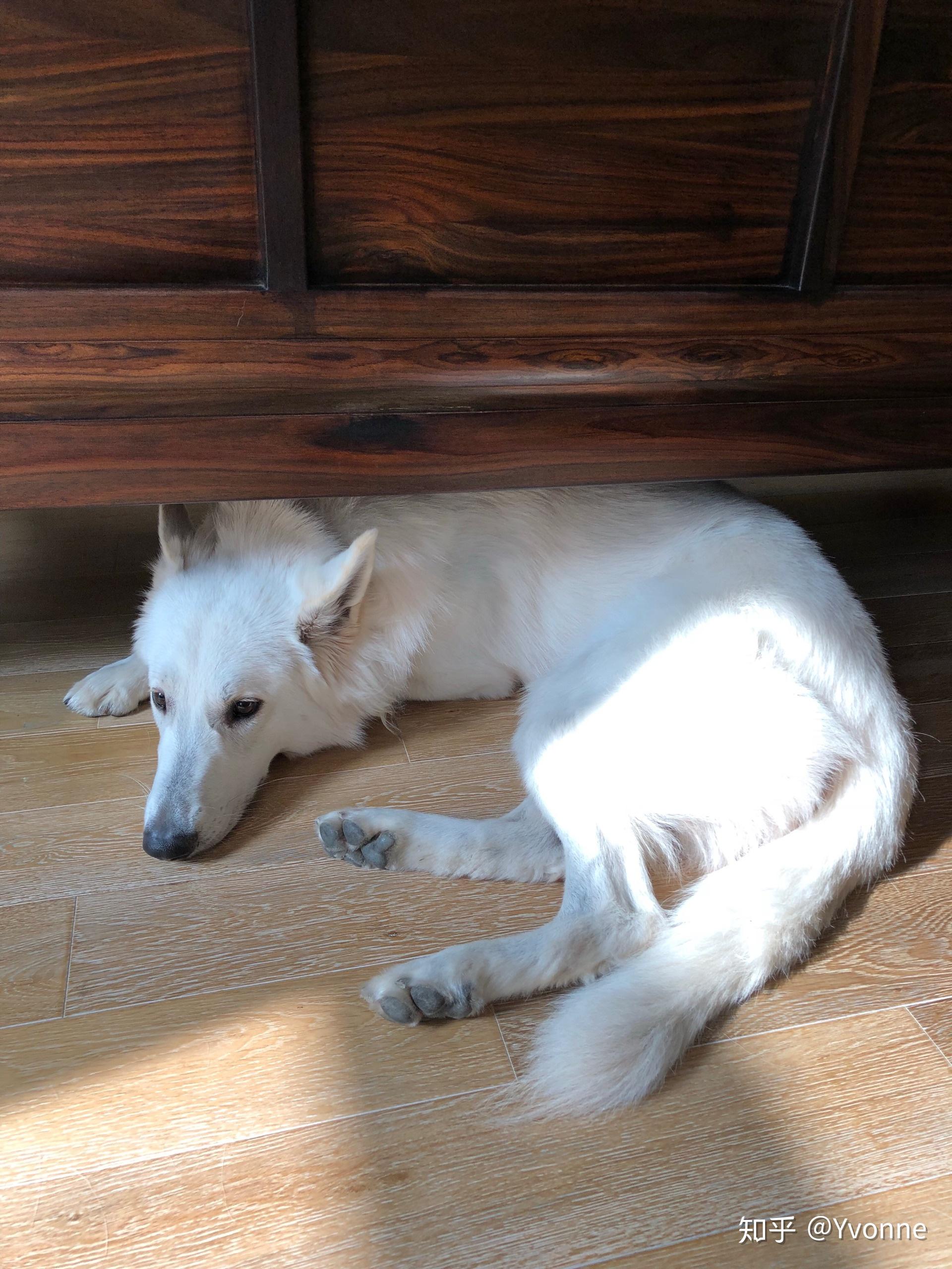 国内谁家有瑞士白色牧羊犬白德牧本人家在哈尔滨男孩两岁因品种少见