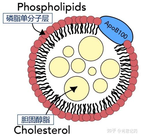 如何记住所有FDA批准生物药?| PCSK9抑制剂 | 波立达®阿利西尤单抗、瑞百安®依洛尤单抗 | 治疗高胆固醇血症 - 知乎