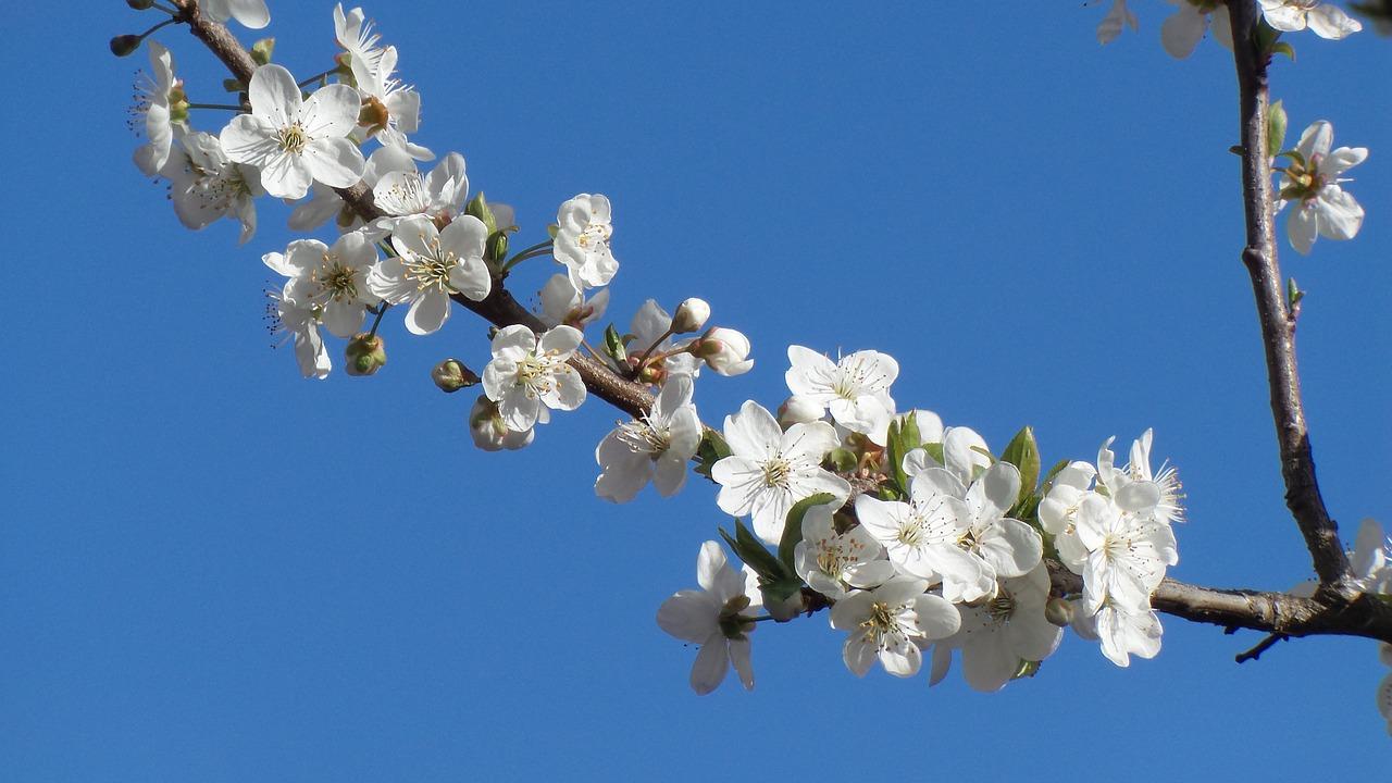 梅花品种有多少