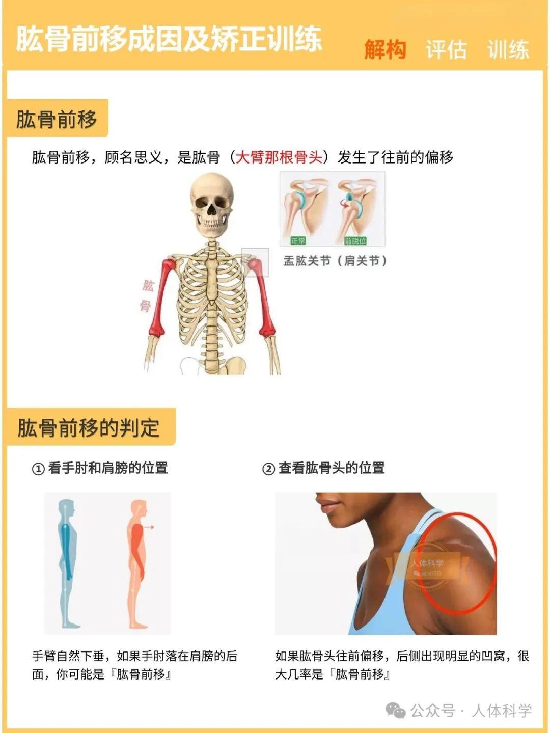 【新体态】肱骨前移的成因及运动矫正训练 - 知乎