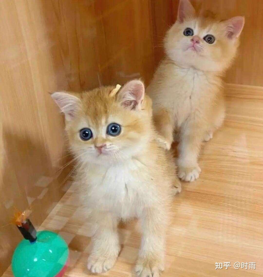 对于养猫新手来说,公猫和母猫哪个更好养? - 知乎