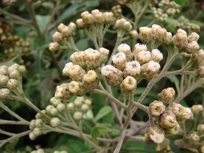 管状花亚科—旋覆花族(二):花花柴