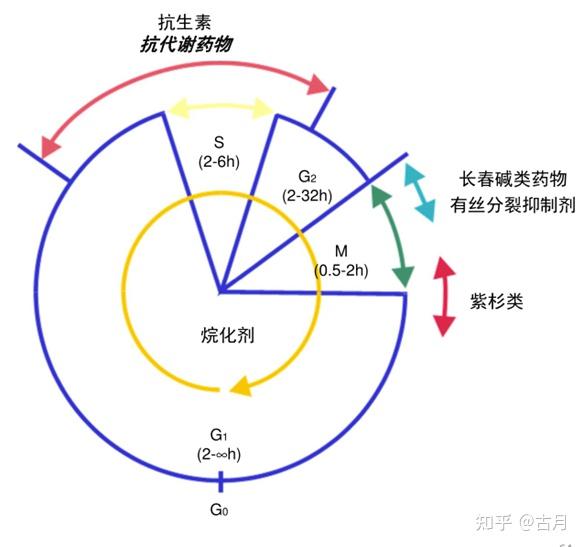 肿瘤化疗药物作用细胞周期