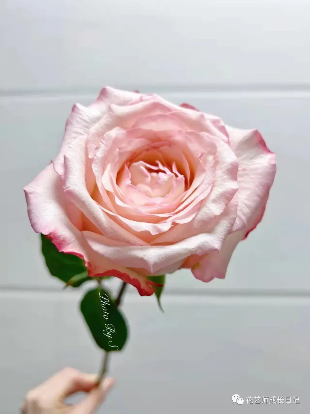 100朵玫瑰vol56肯尼亚乔伊斯玫瑰宇宙第一大花苞