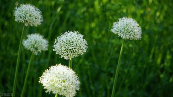 傻傻分不清楚的大花葱 竟然也是如此可爱 知乎
