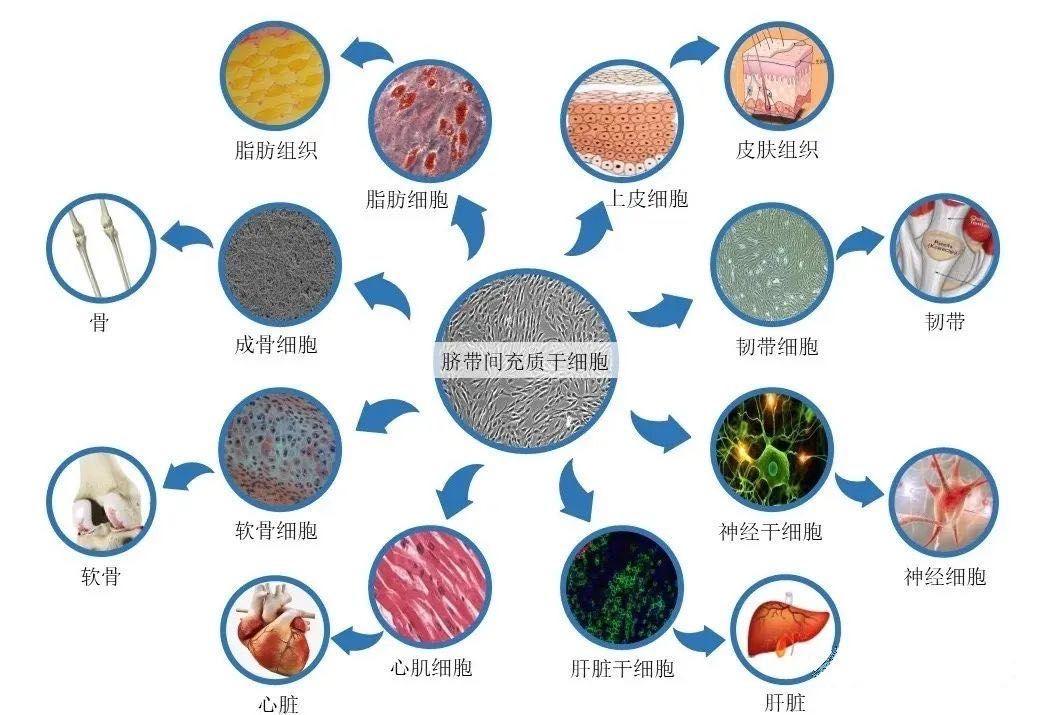 新生儿干细胞储存已经成为健康管理的新潮方式 知乎 5717