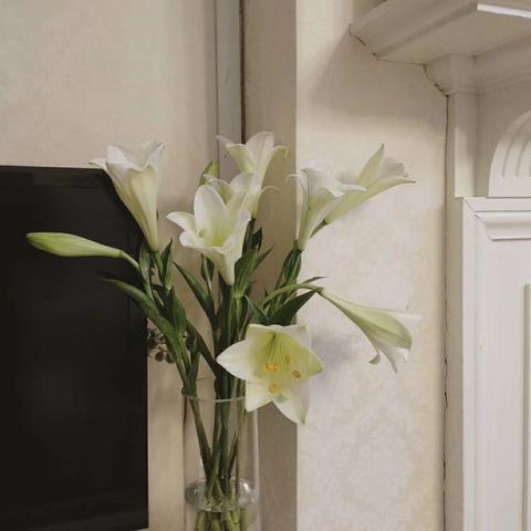 百合花 知乎
