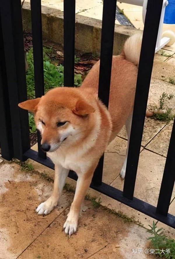 柴犬怎么折最简单 立体