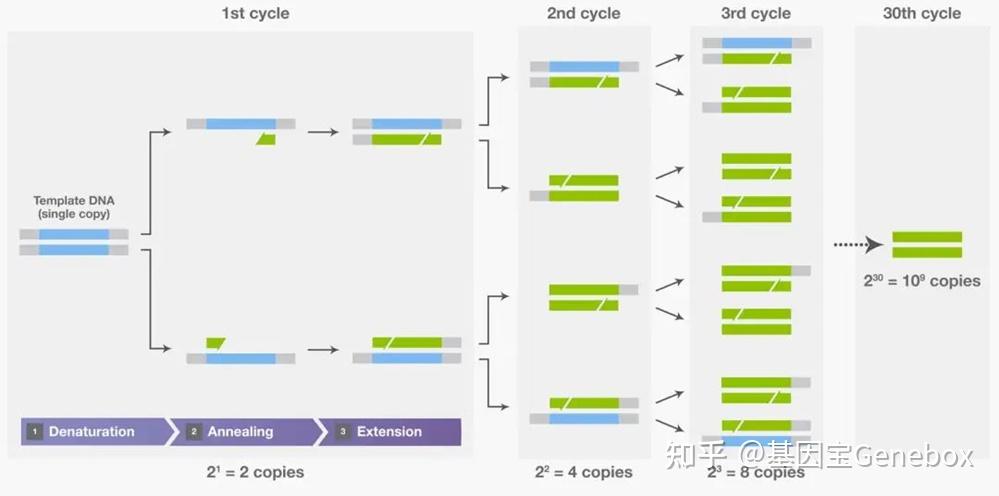 SNP检测怎么选？一文理清SNP基因分型常用技术手段 - 知乎