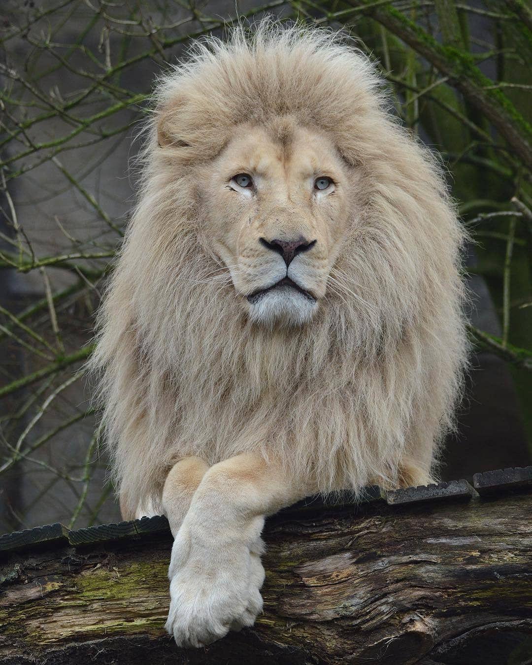 有没有适合做壁纸的霸气动物图