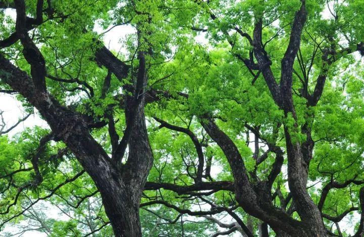 修建10年·耗资33亿|全球占地面积最大的“上海安缦酒店”即将开业