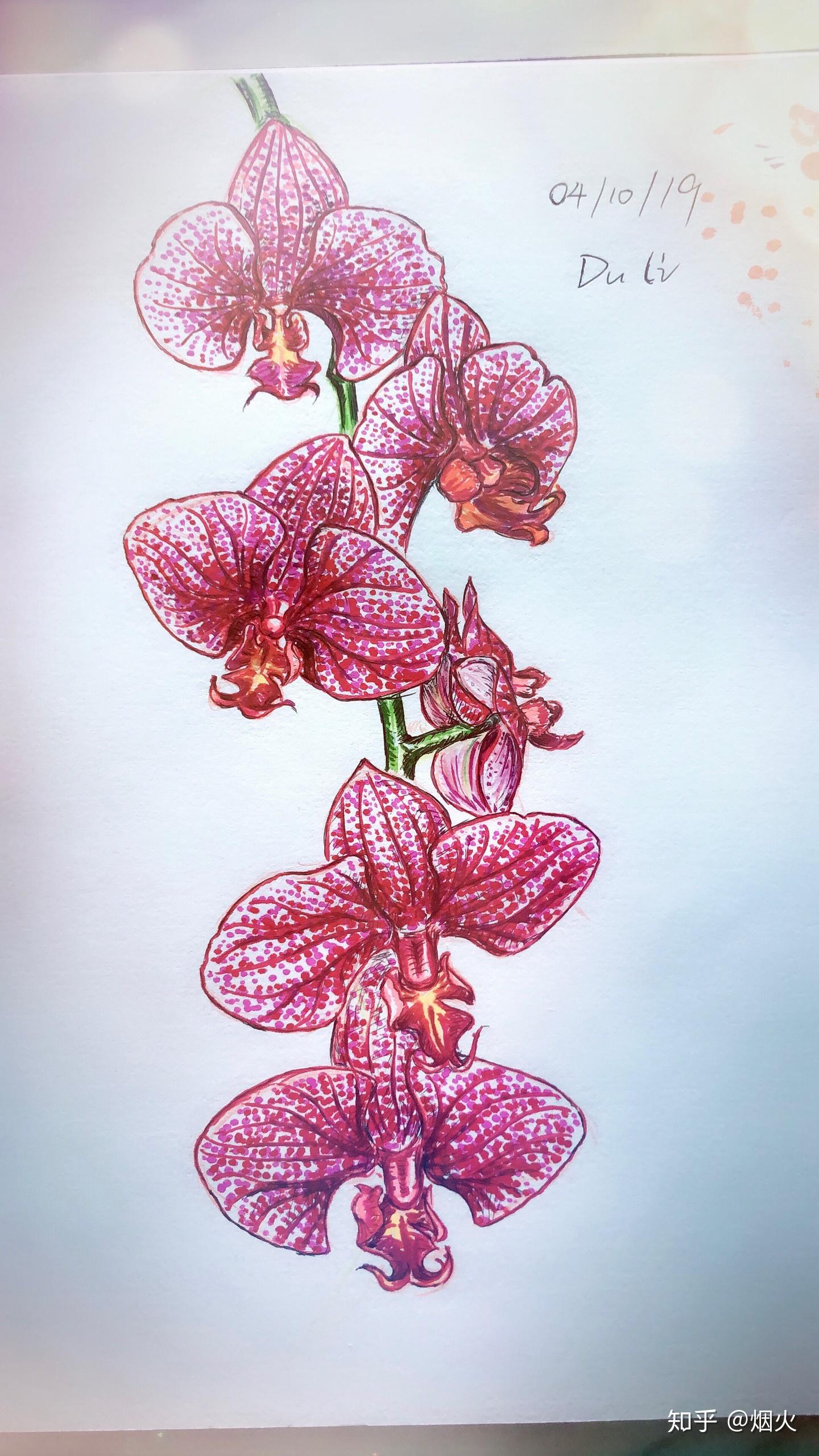 新加坡什么最美,胡姬花