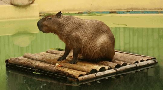 水豚是哺乳纲啮齿目豚鼠科水豚属的动物,属于半水栖的食草动物,常栖息