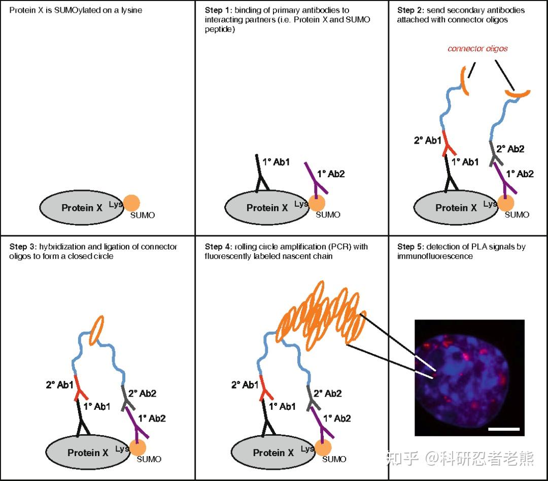 讲讲PLA技术的图怎么看——可视化蛋白相互作用 - 知乎