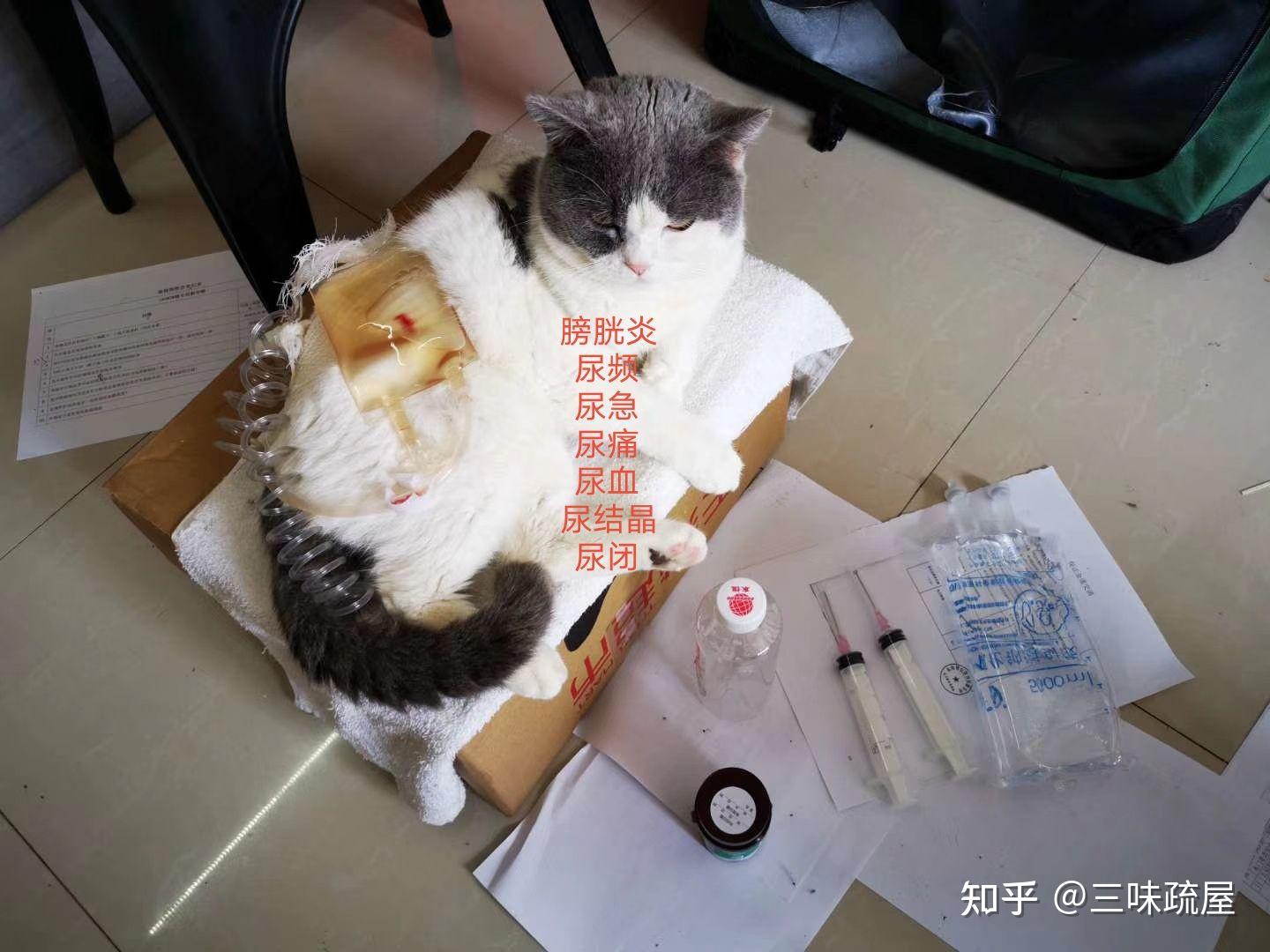 猫咪膀胱炎尿血结晶尿闭怎么办