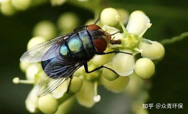 如何正确使用捕蝇笼来防苍蝇? - 知乎