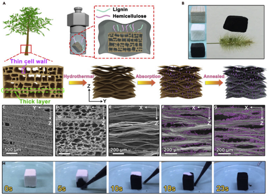 作者选用了具有垂直排列的微通道结构的木材作为构建碳气凝胶的韵料