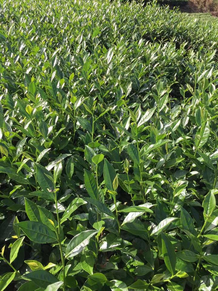 茶树品种——福鼎大白茶