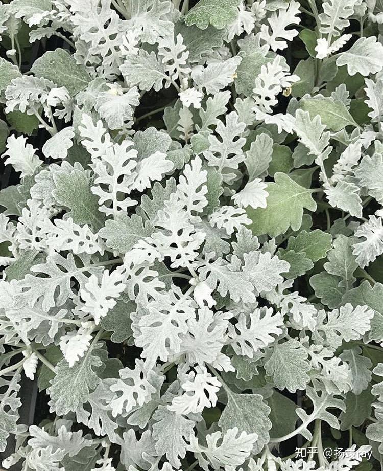 那些高级感十足的银色系植物