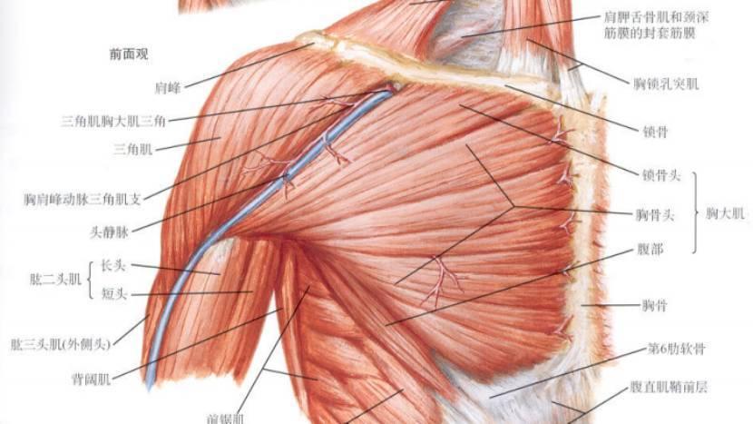腋下附近的肌肉叫什么? - 知乎