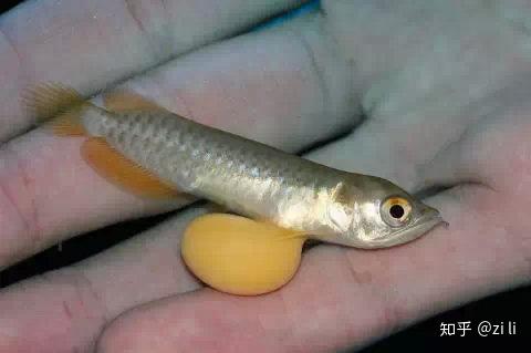 3月17日小龙鱼 62mm现在小龙鱼已经比刚进口的银带幼苗还要大一些了.