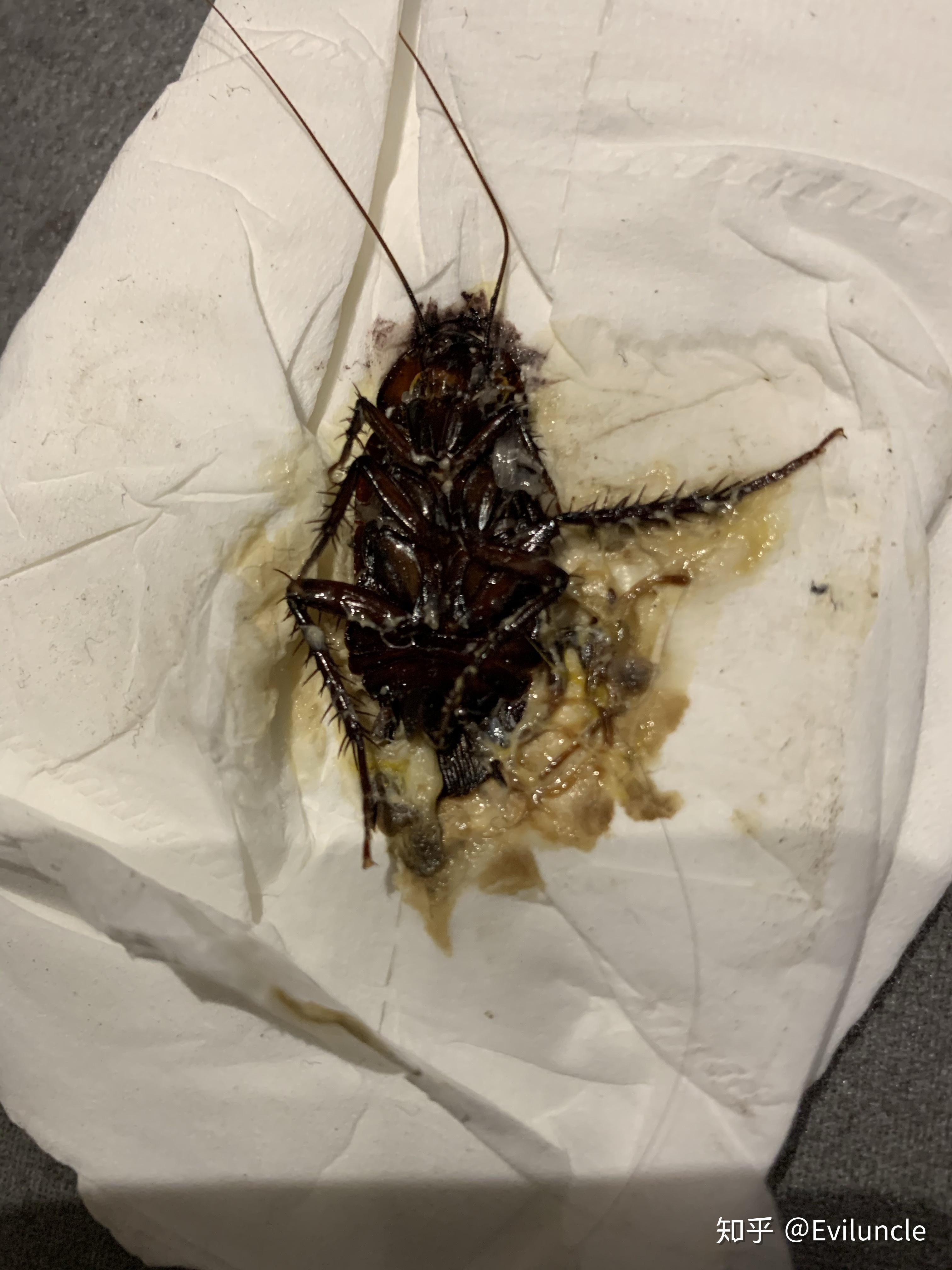 蟑螂不能踩死是真的么?