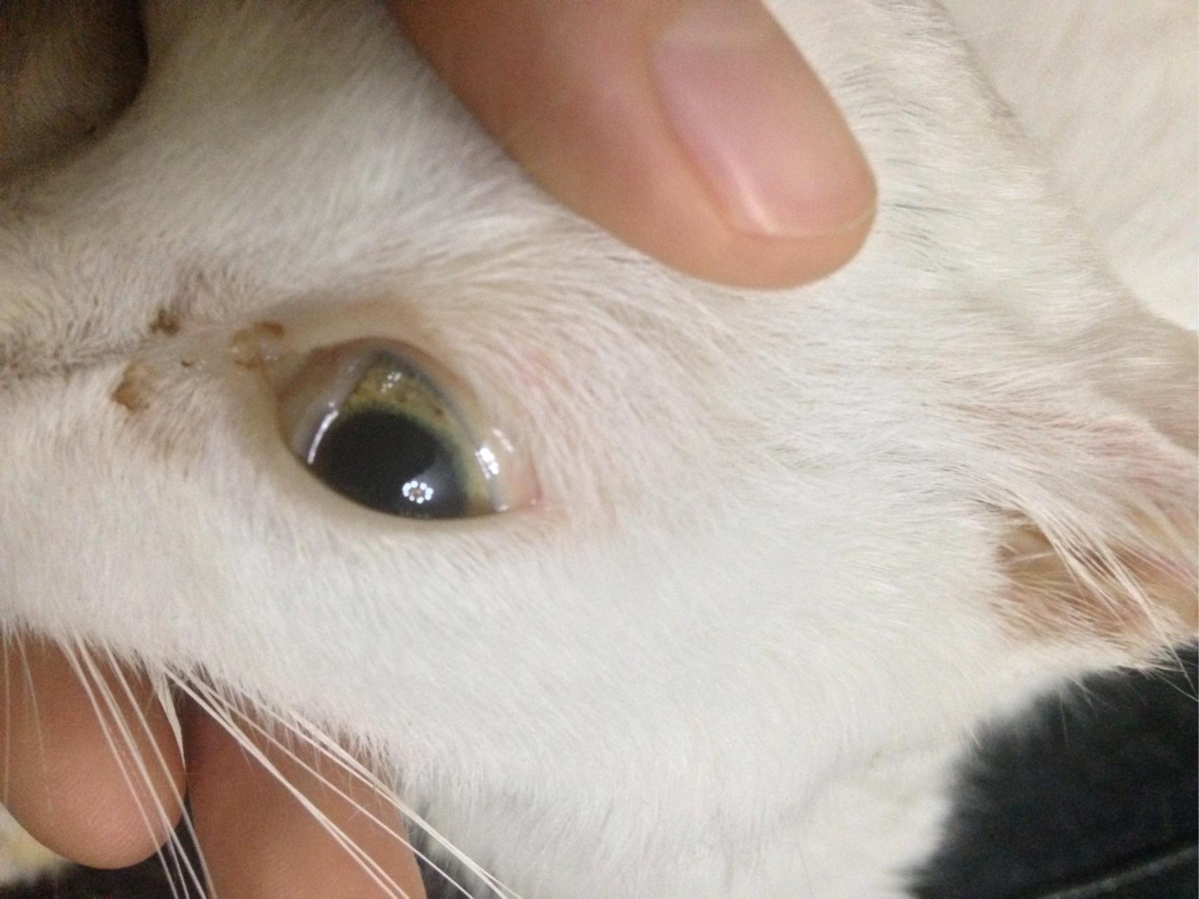 求救我的猫得了巴尔通体证