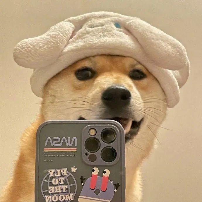 动物头像:可爱手机自拍狗狗团头动物头像