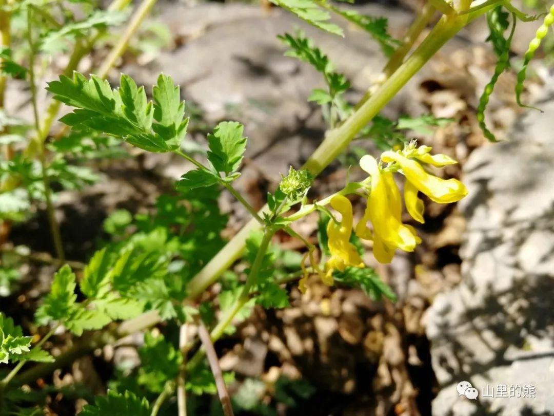 雞腿堇菜,沒錯又是一種城裡很難見到的堇菜屬植物.