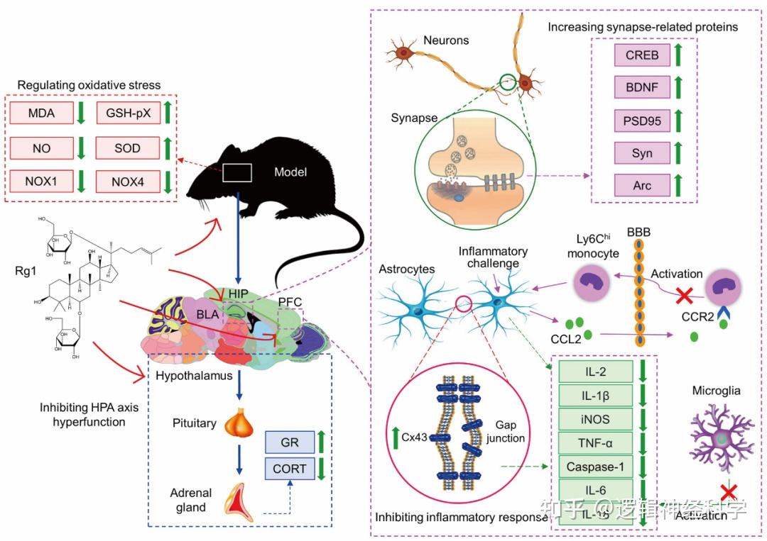 APS 综述︱安徽中医药大学朱国旗团队综述人参皂苷Rg1在神经系统疾病中新进展 - 知乎