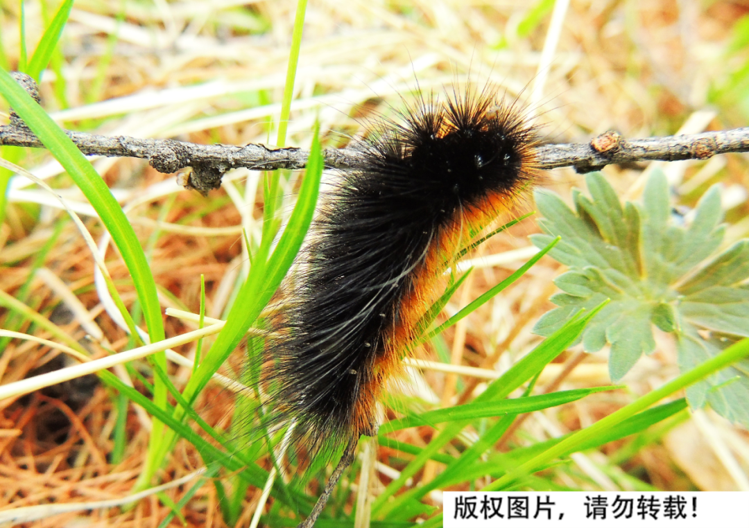 土耳其地震后迎来怪象,数以百万的松毛虫神秘出现