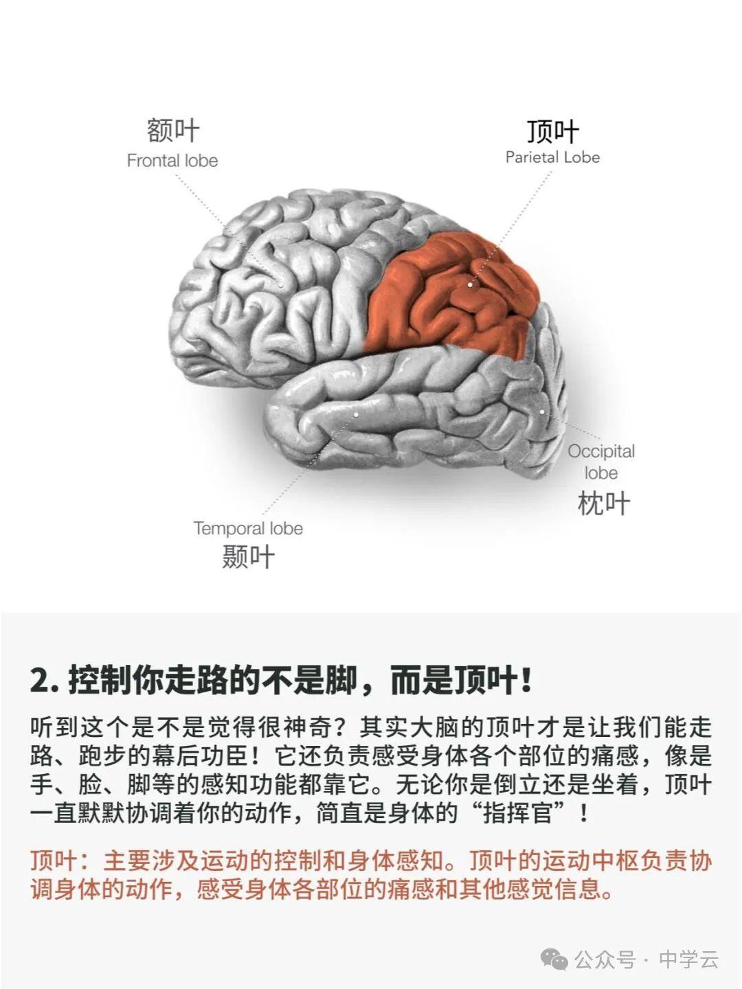【大脑额叶】掌控你思维感知和生命的地方 - 知乎