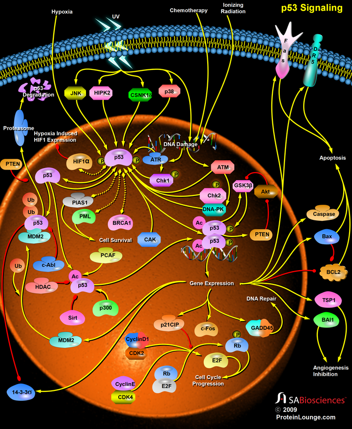 p53信号通路图片
