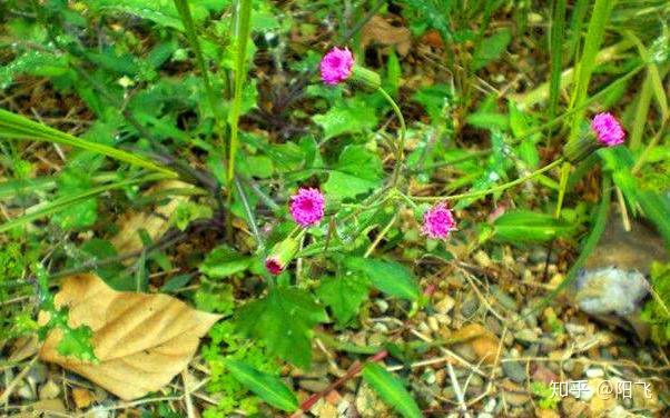 农村田边这种野草连家畜都不吃晒干后居然能卖15元1斤