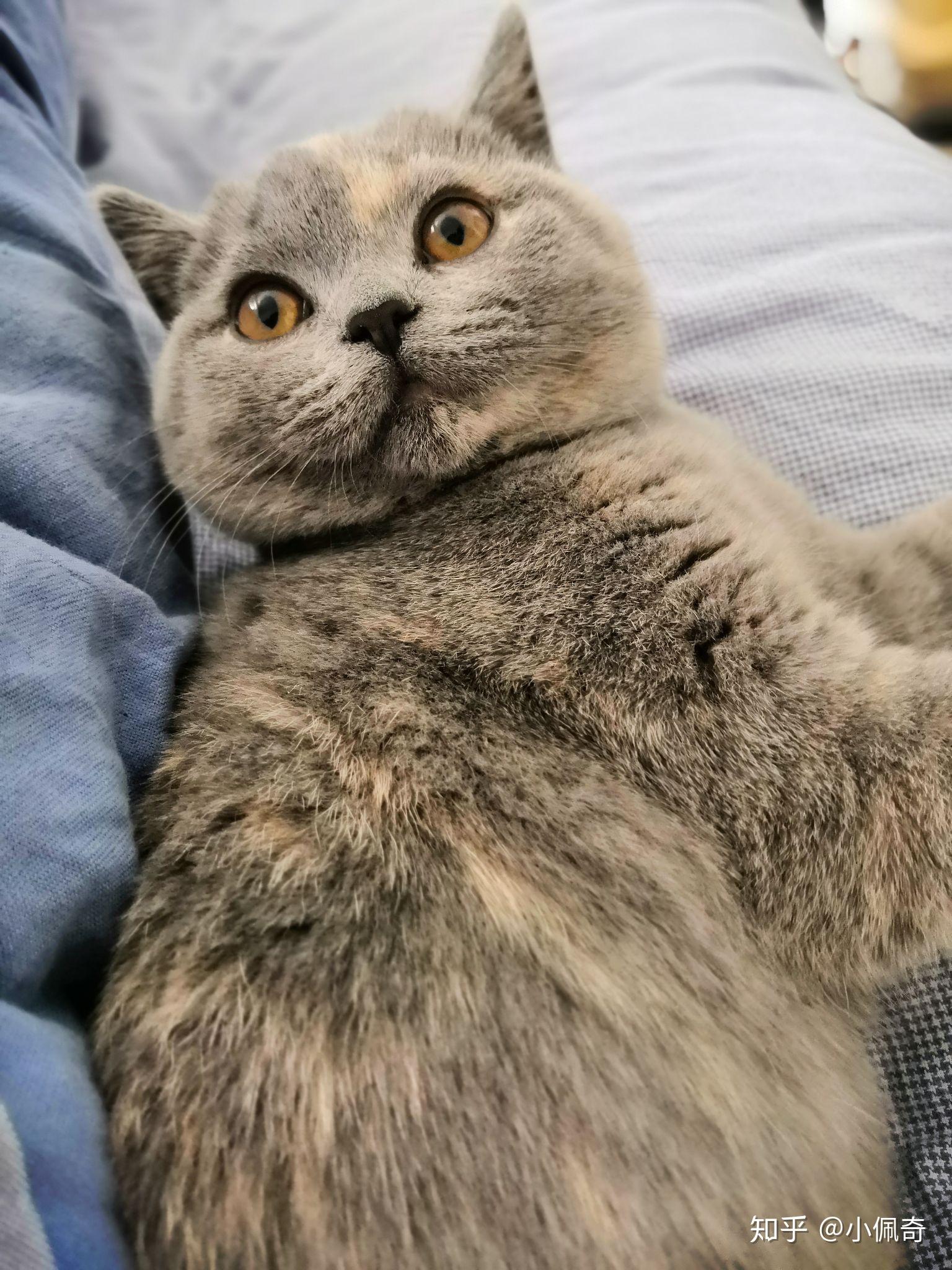 有没有人养蓝乳英短有没有好看的蓝乳色英短的图呀