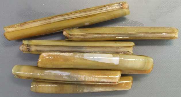 com)日文名:马刀贝(マテガイ,mategai)别名:马蛤