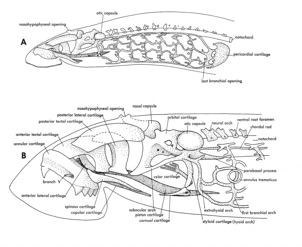 Dermocranium Fish Morphology of the Vertebrate Skeleton(Ⅱ) - 知乎