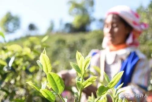 饮茶文化起源_茶叶商标转让_茶树起源