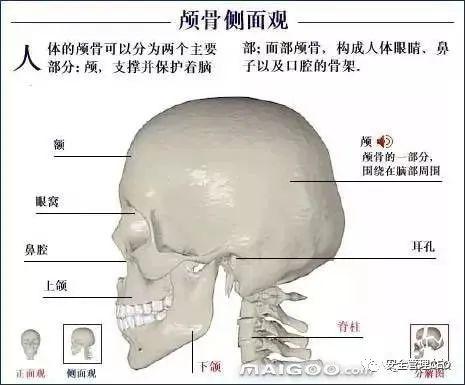 人体骨骼结构图 - 知乎