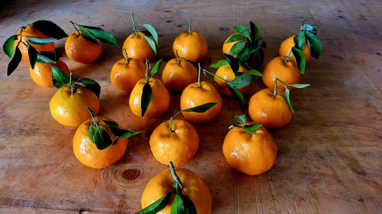 和不断变化的市场需求,武胜大雅柑产业也在适应着市场变换发展策略