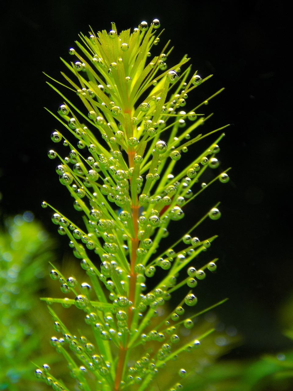 2. 超藻泥购买渠道