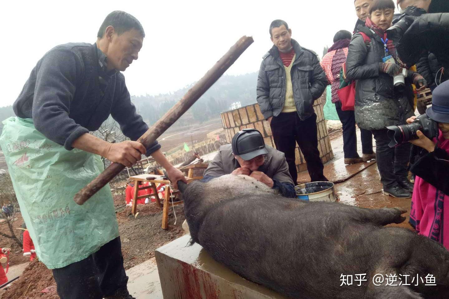 殺年豬-打挺脹之三屠夫將開水倒進木桶,讓肥豬在滾水裡浸泡幾分鐘.