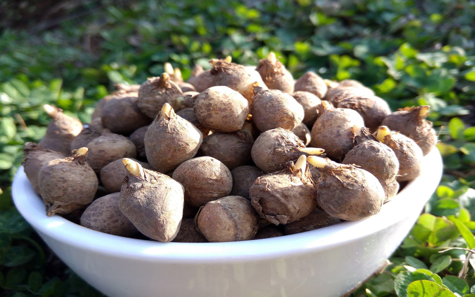 利润高,渠道广,种植半夏前景广阔,但不推荐盲目种植 - 知乎