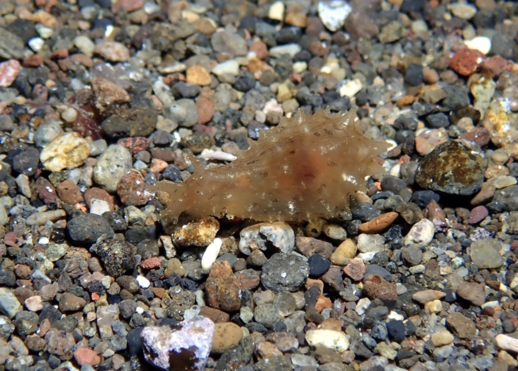 和鱿鱼一样喷水推进的海兔背肛海兔属睡前软体动物学313