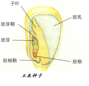 植物大分类 知乎 植物大分类 知乎