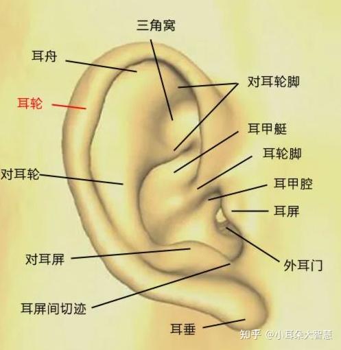 耳朵背面结构图图片